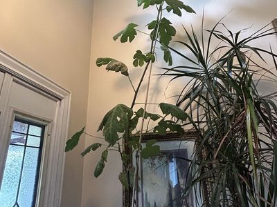 9 Feet Tall 4 Years Old Potted Indoor Fig Tree