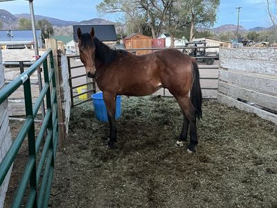 Yearling registered Colt