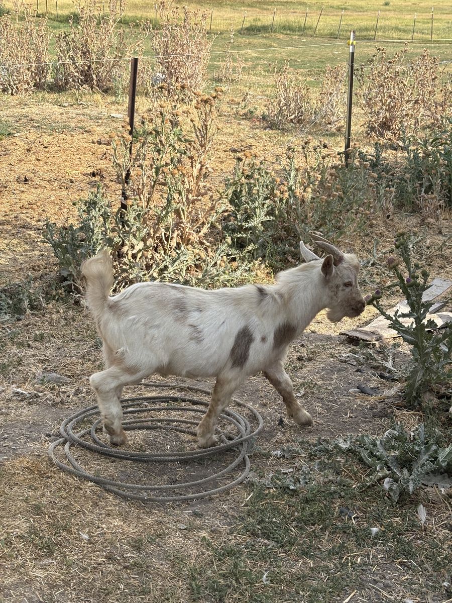 Main image 2