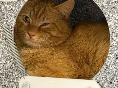 Hello my name is Shere Khan