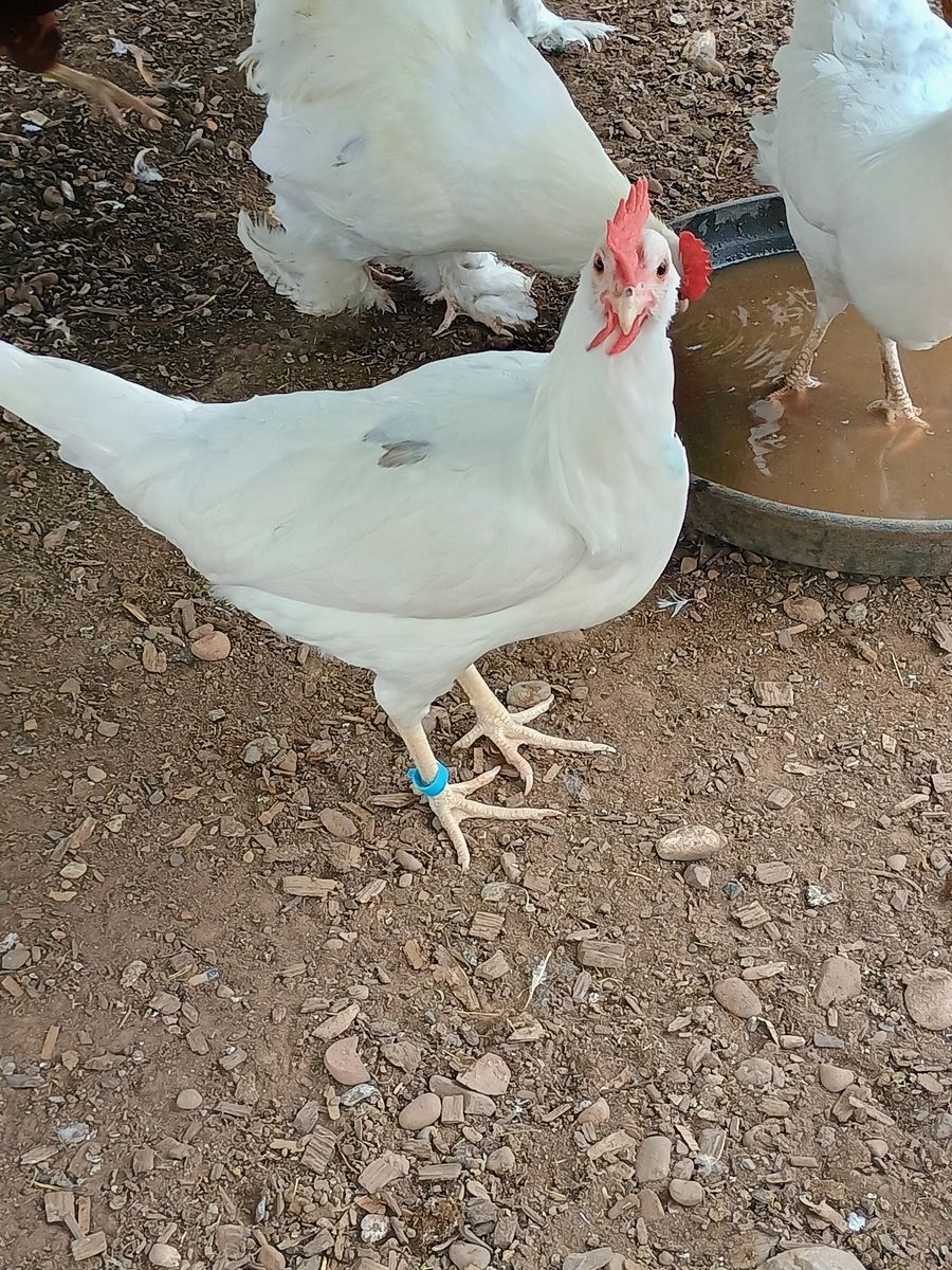 CALIFORNIA WHITE Hen Chickens for Sale