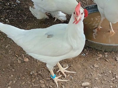 CALIFORNIA WHITE Hen Chickens for Sale