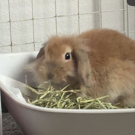 2 baby holland lops give me an offer
