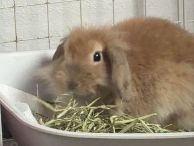 2 baby holland lops give me an offer