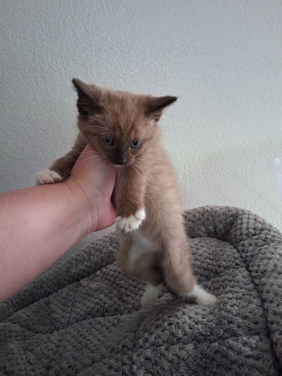 Chocolate colored kitten female