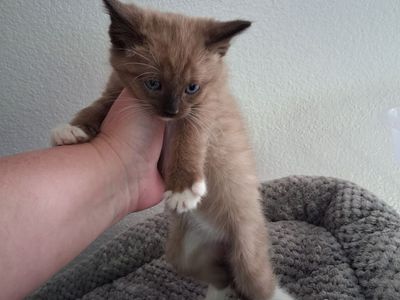 Chocolate colored kitten female