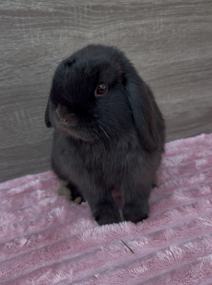 Black Holland Lop RTG