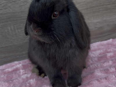 Black Holland Lop RTG