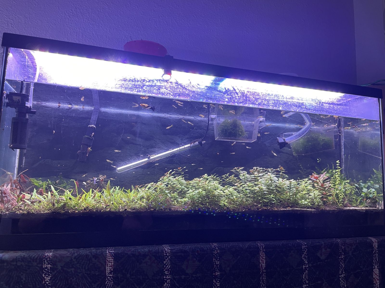 55 gallon aquarium/tank, stand, and LED light with built in timer.