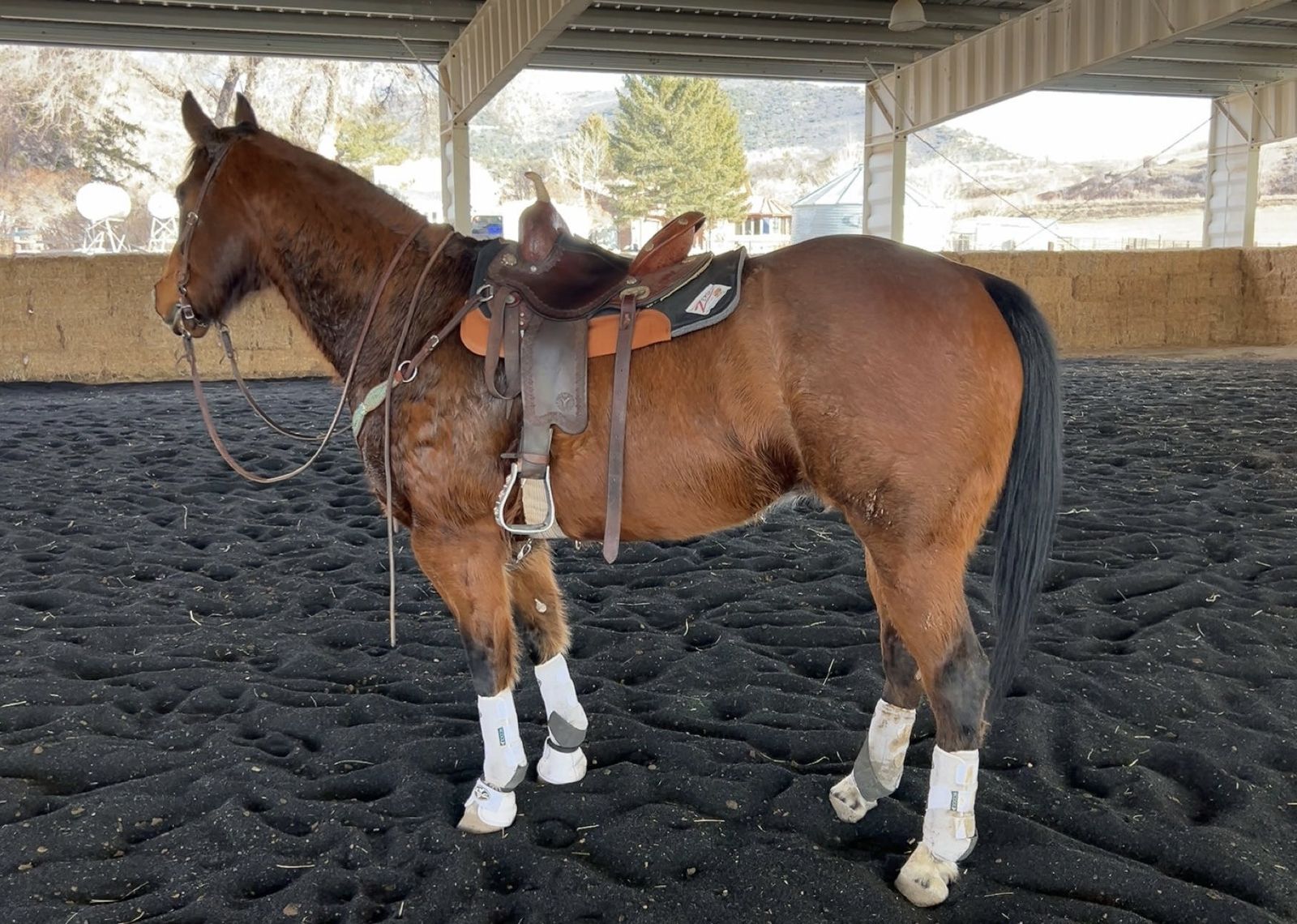 2016 AQHA Gelding