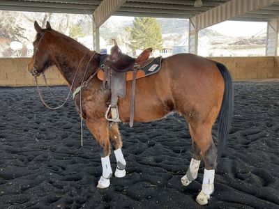 2016 AQHA Gelding