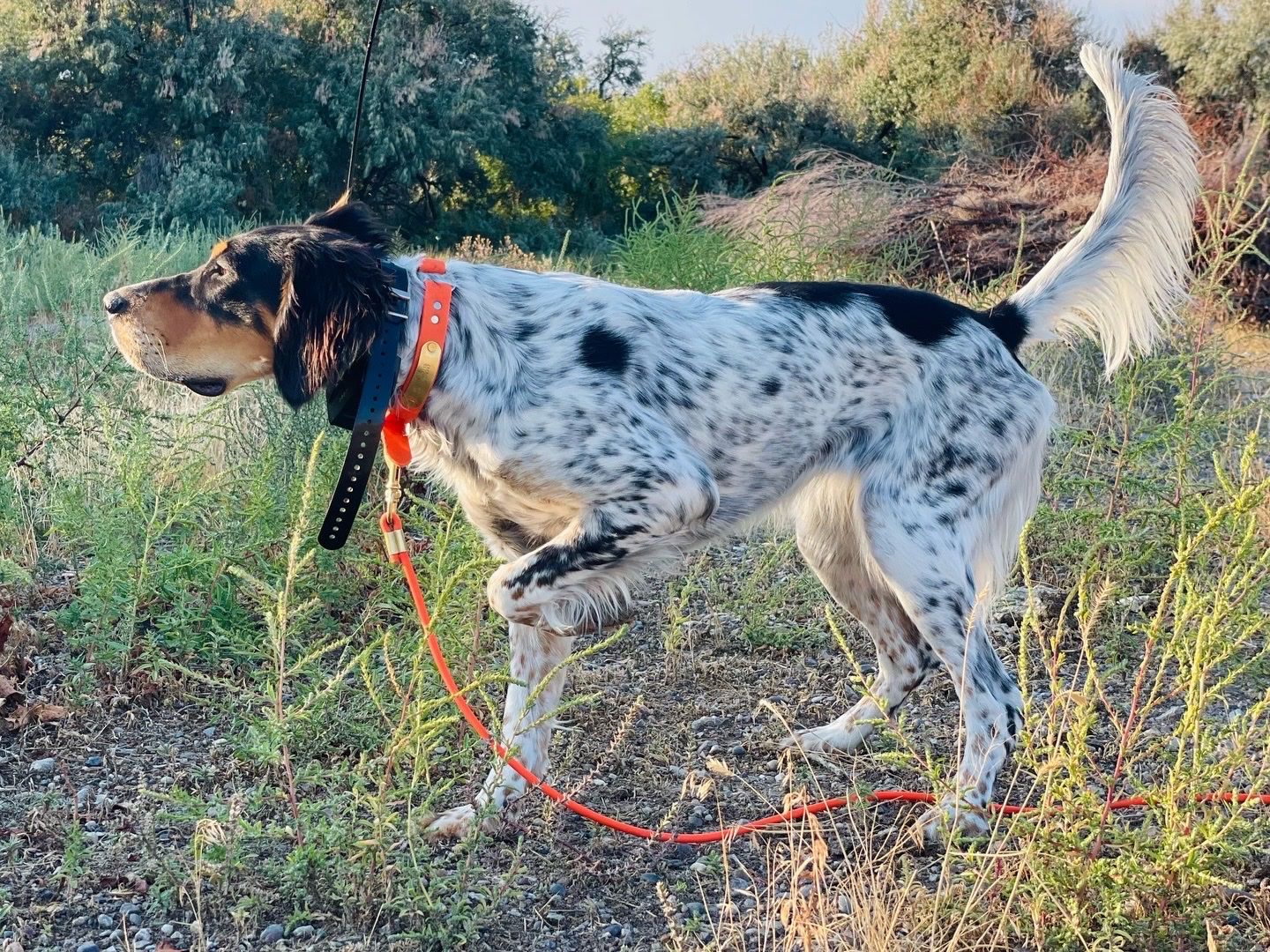 Llewellin English Setter