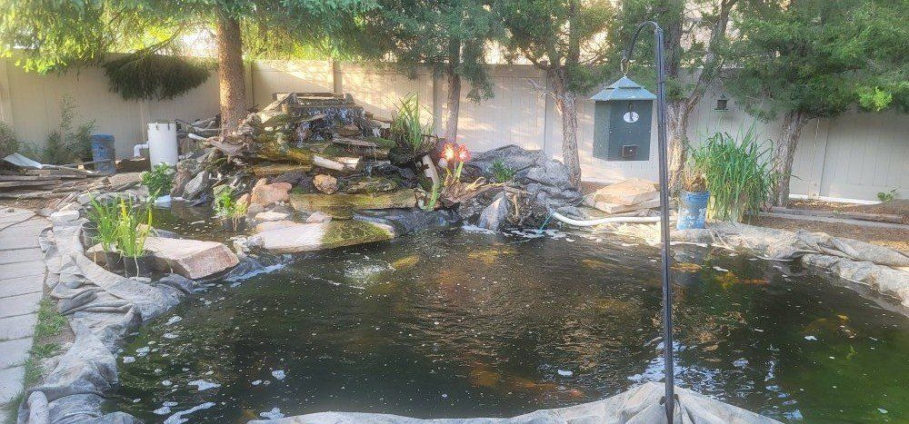 Rehome your koi that you can no longer keep