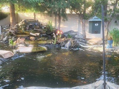 Rehome your koi that you can no longer keep