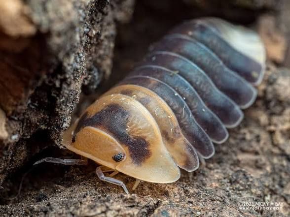 Emperor Bee isopods