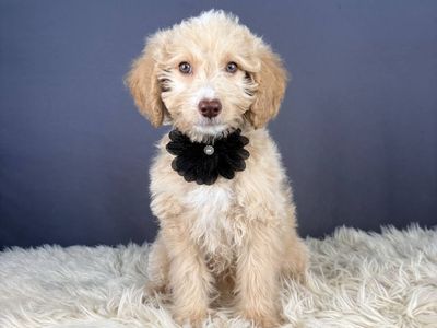 Justice- Female Mini Goldendoodle
