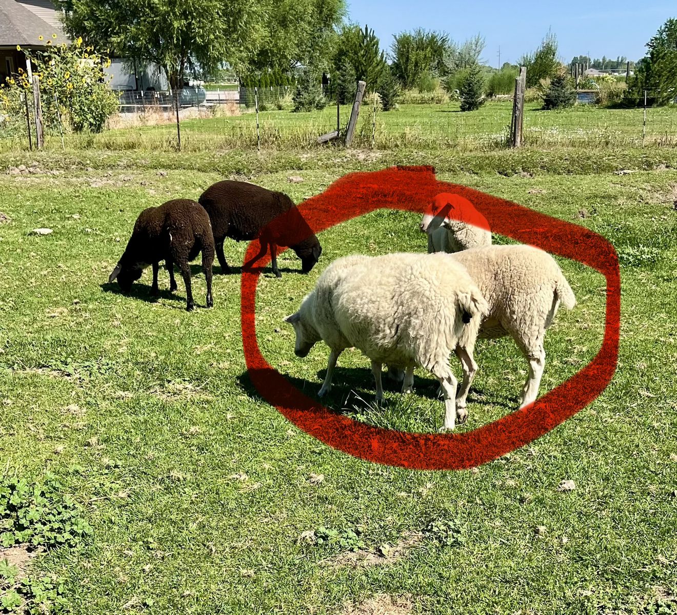 2 East Friesian doe milk sheep. The 3 yr old is in milk. The other one is not. Both may be pregnant.