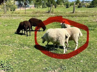 2 East Friesian doe milk sheep. The 3 yr old is in milk. The other one is not. Both may be pregnant.