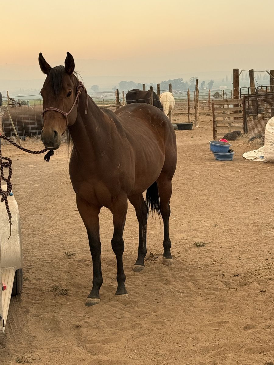 Registered tb mare! Broodmare or make her a riding horse