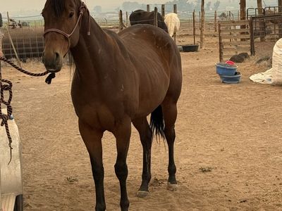 Registered tb mare! Broodmare or make her a riding horse