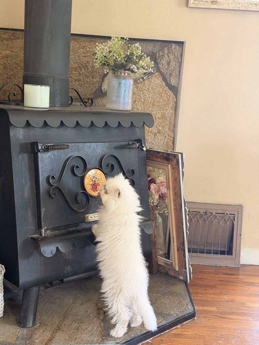 Persian Cat