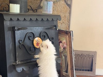 Persian Cat