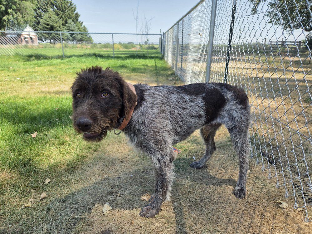 Wirehaired pointing griffon