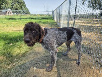 Wirehaired pointing griffon