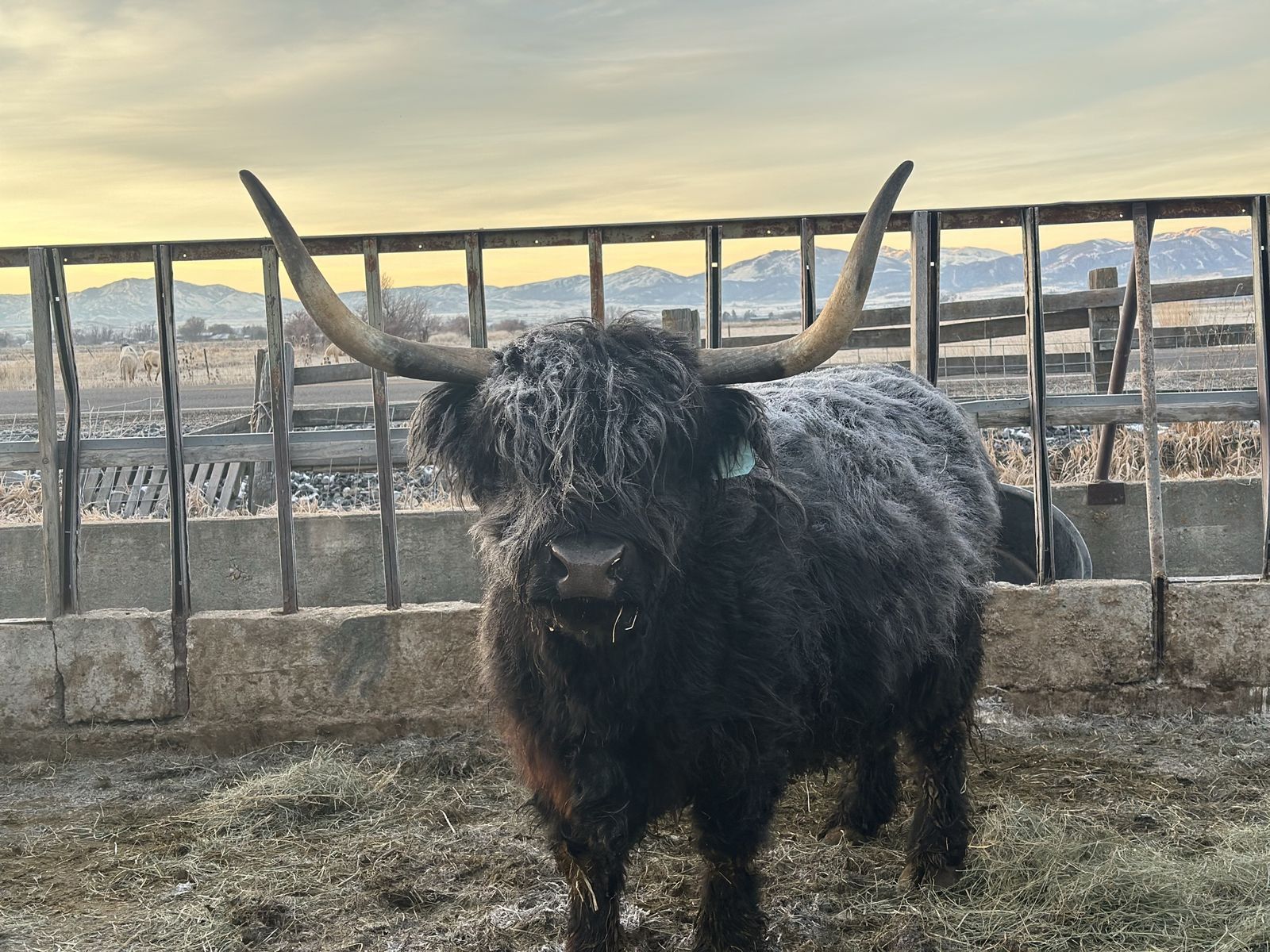 Purebred Bred Highland Cows and pair