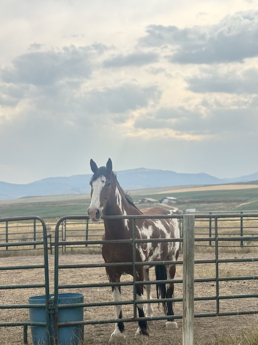 Horse Training And Flipping Business - Capital Needed