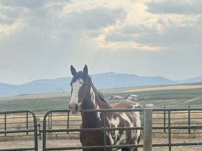 Horse Training And Flipping Business - Capital Needed