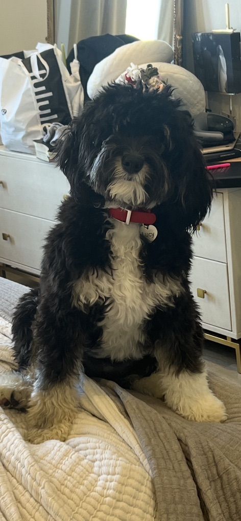 Beautiful 2 yr old F1b Mini Bernedoodle!!