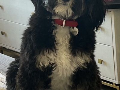 Beautiful 2 yr old F1b Mini Bernedoodle!!