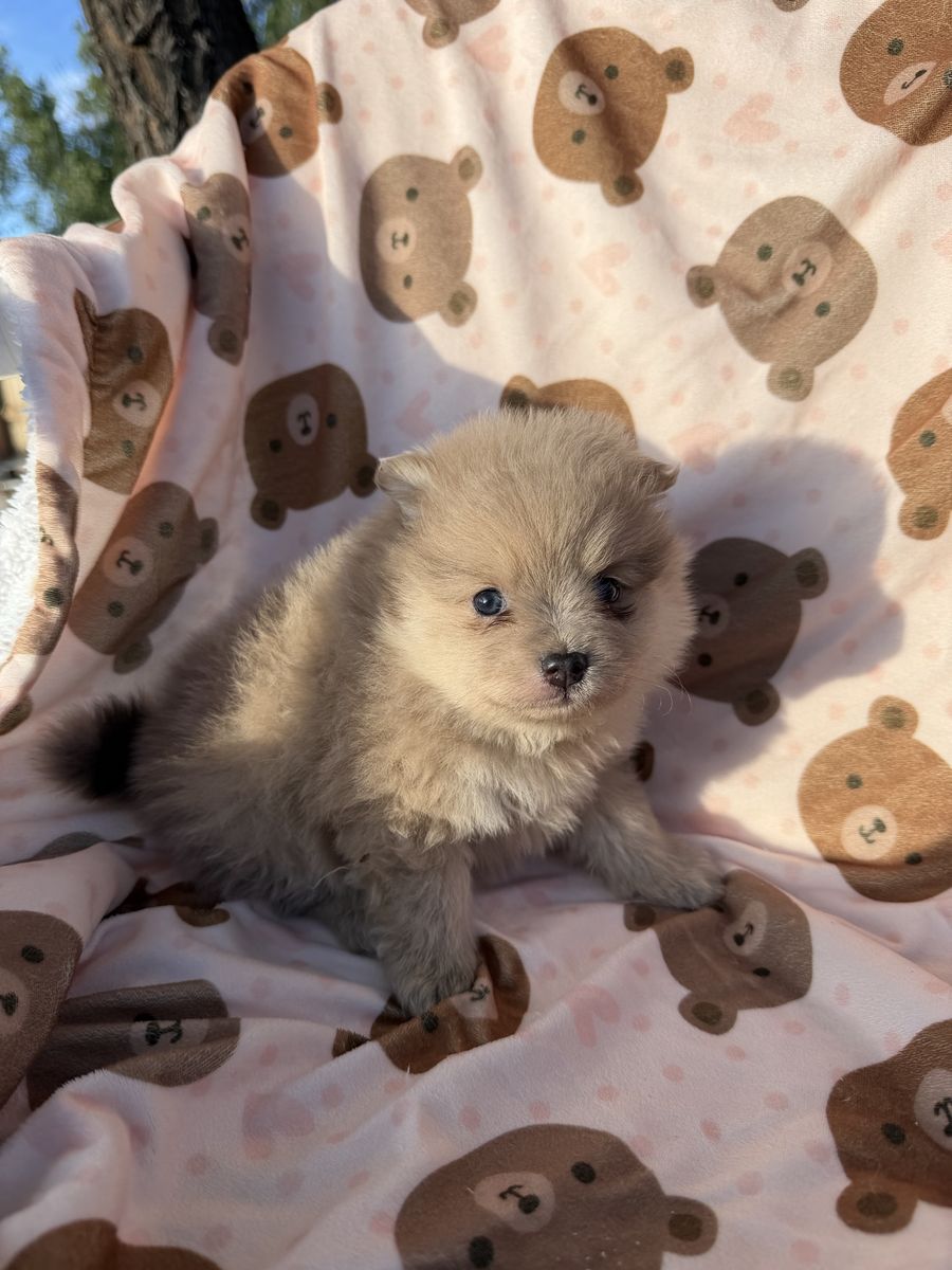 Pomeranian puppies