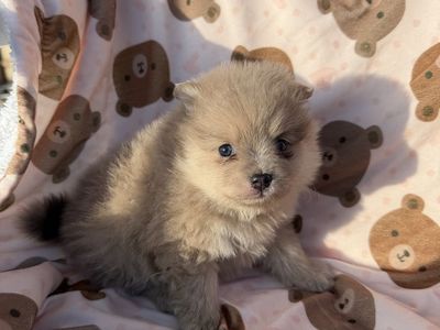 Pomeranian puppies