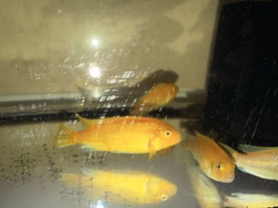 Free 3 Yellow Cichlid Fish