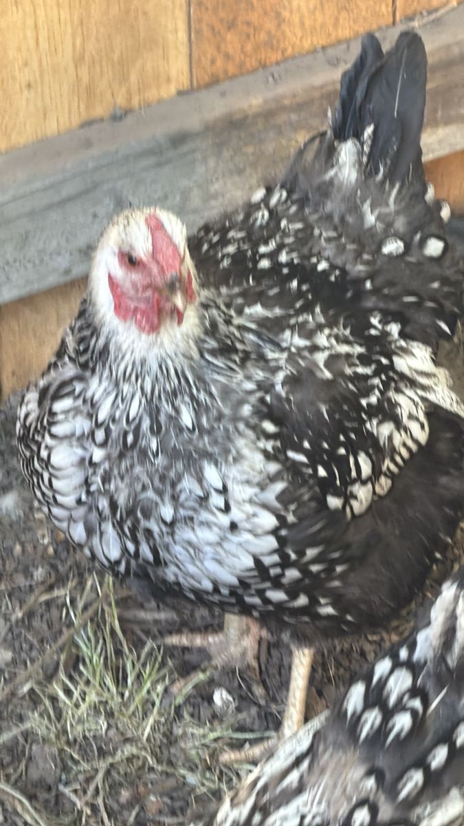 Non laying hen
