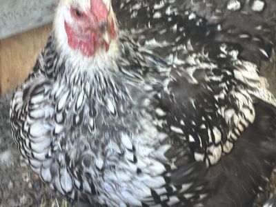 Non laying hen