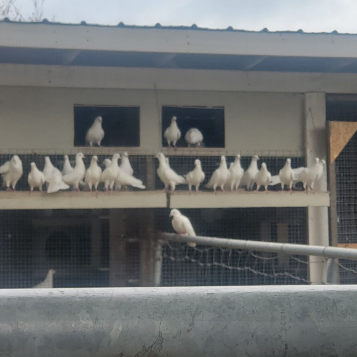 Poultry