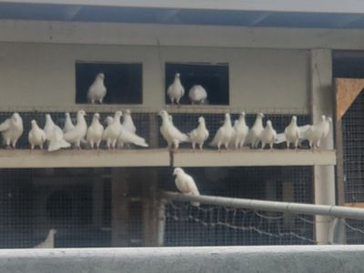 Poultry