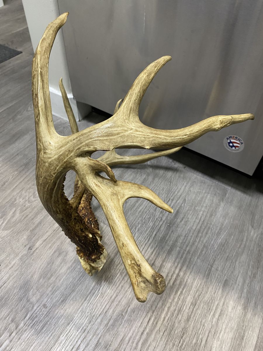 Wild Drop Tine Whitetail Rack! All Original Trophy!