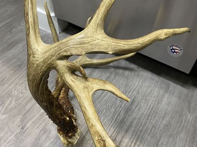 Wild Drop Tine Whitetail Rack! All Original Trophy!