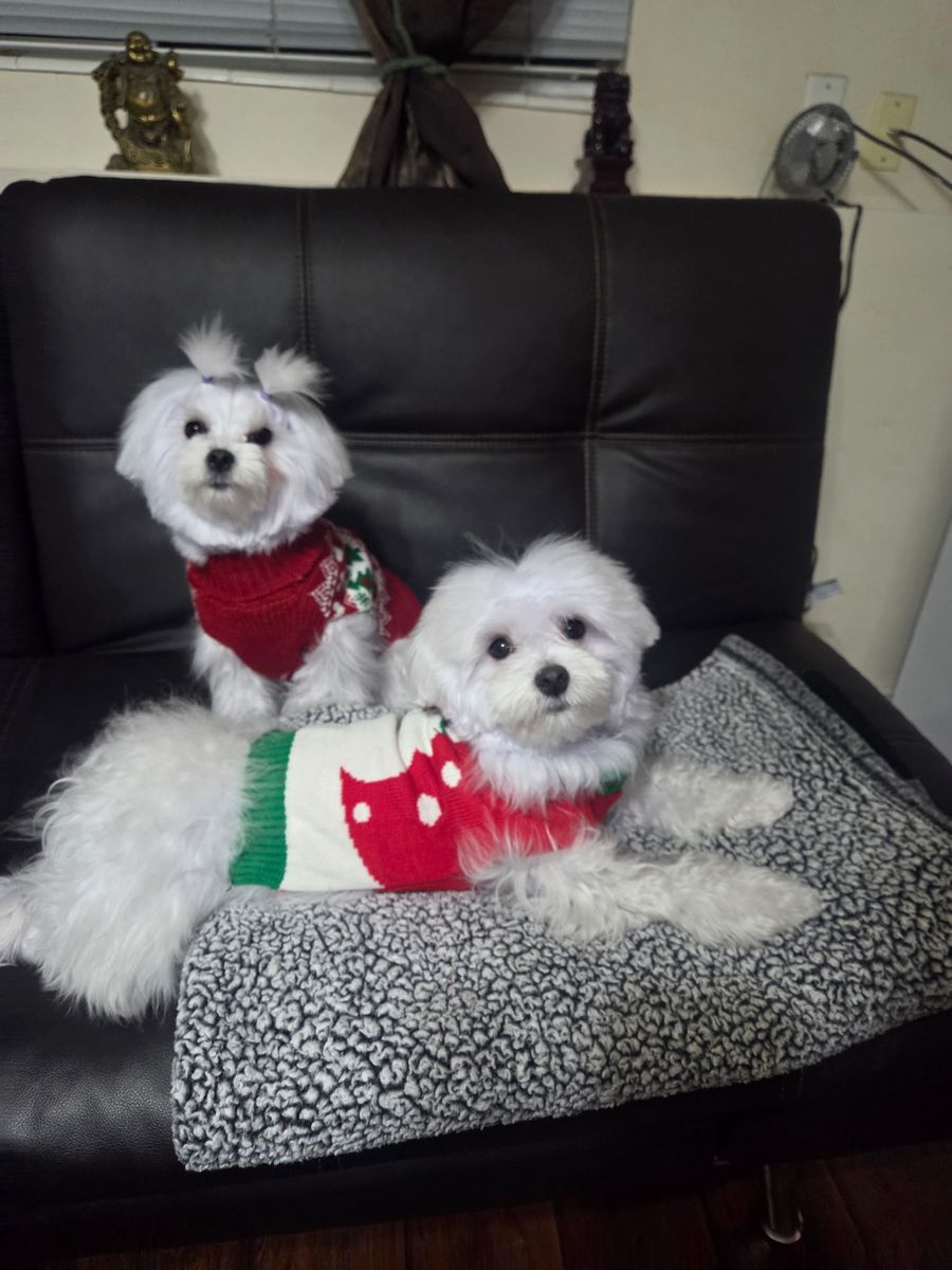 Maltese Puppies 