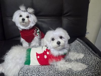 Maltese Puppies