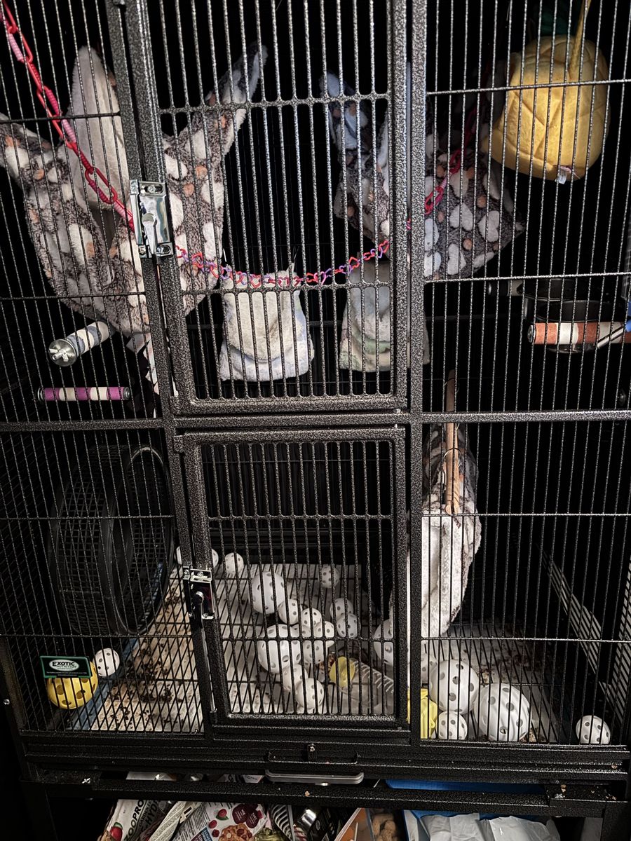 3 Sugar Gliders + cage + all accessories needed