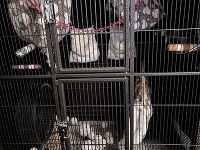 3 Sugar Gliders + cage + all accessories needed