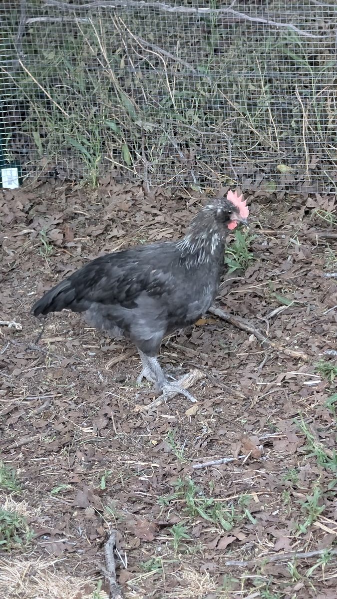 Olive Egger Rooster