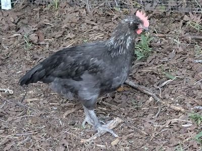 Olive Egger Rooster