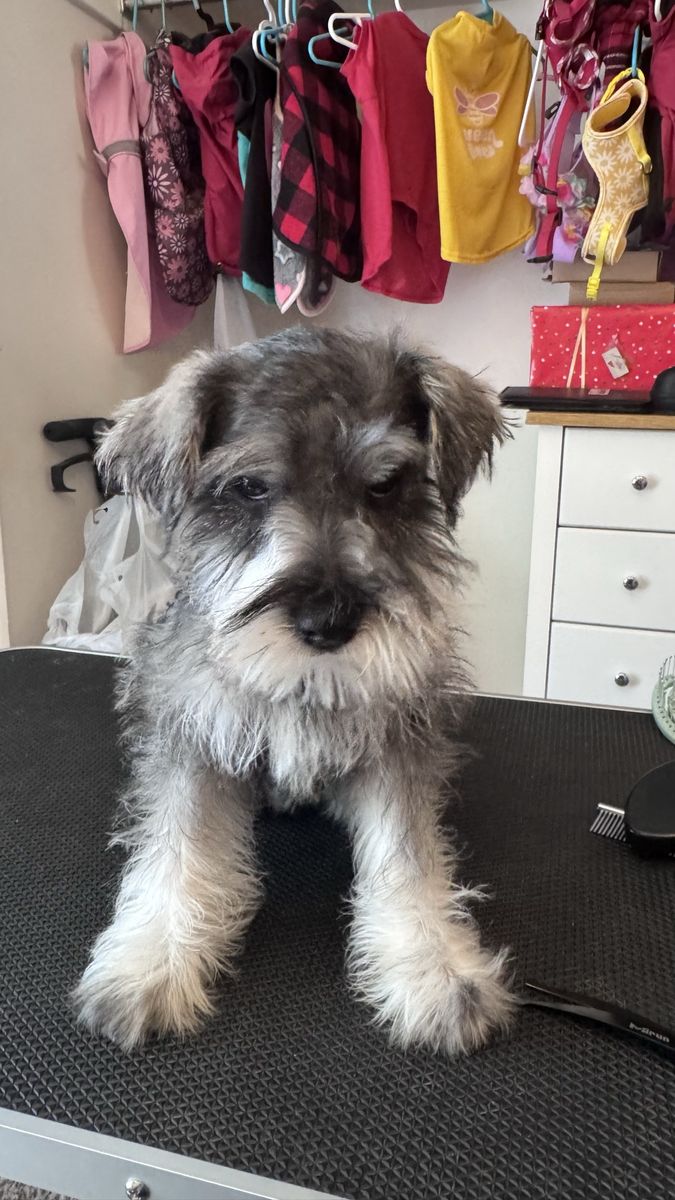 Schnauzer, Ready for New Home