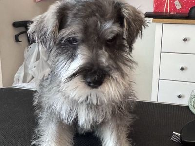 Schnauzer, Ready for New Home